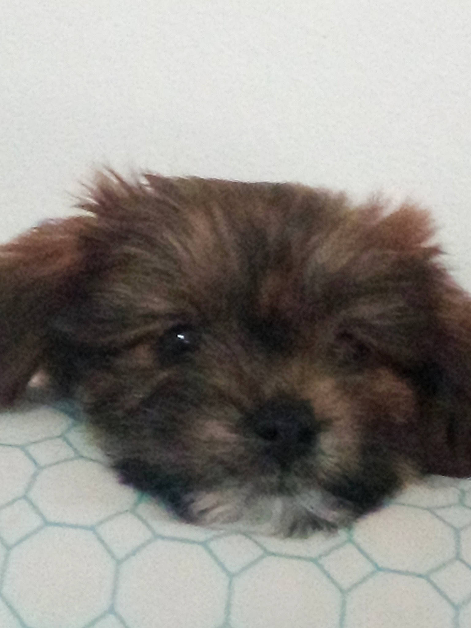 Baliey is registered to the contest to win money with this photo: fawn, fur, liver, snout, terrestrial_animal, whiskers, working_animal