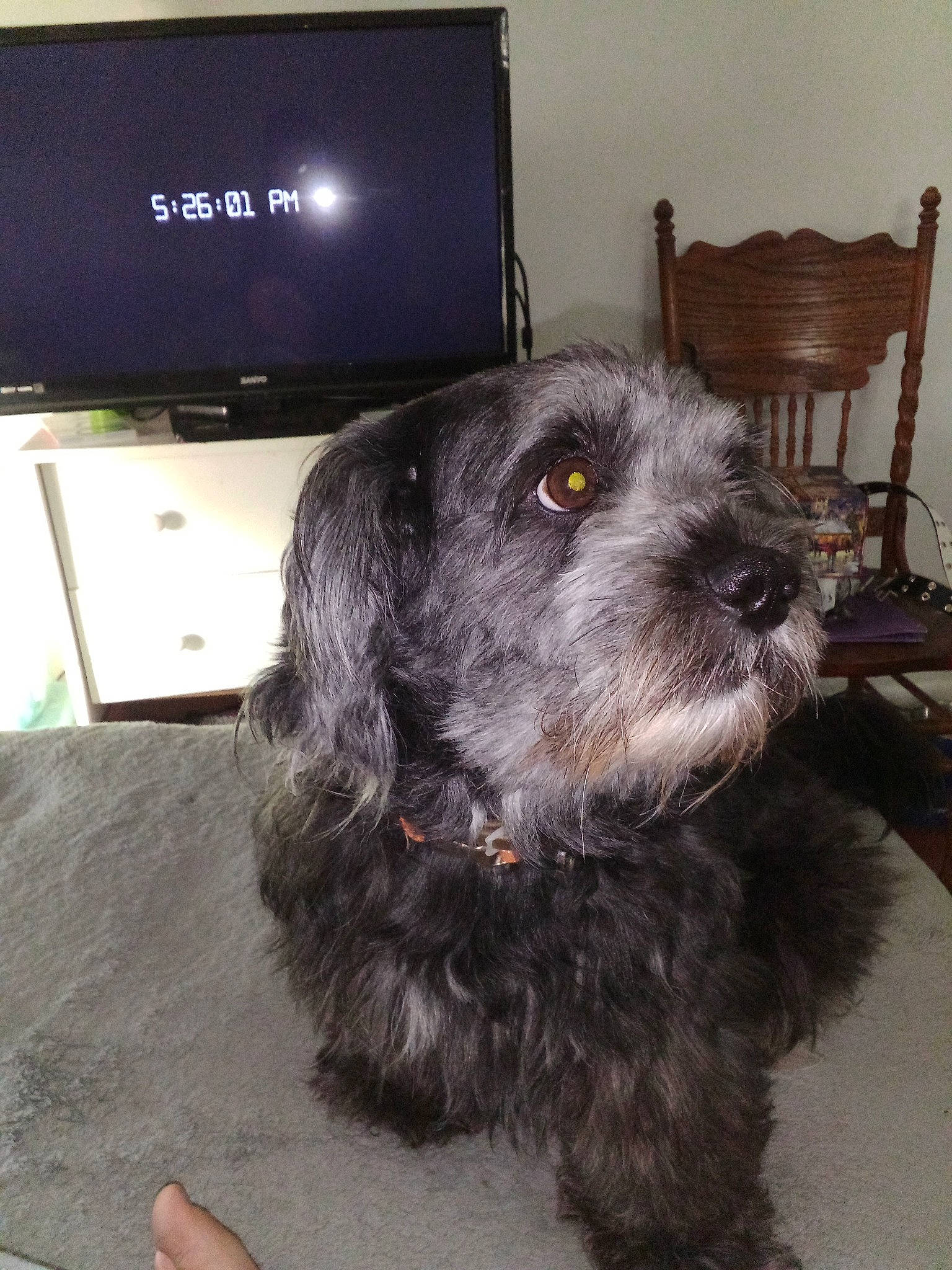 Blaze joined the competition — help win amazing prizes! cable_television, canidae, carnivore, chair, companion_dog, display_device, dog, dog_breed, fur, home_appliance, schnauzer, snout, sporting_group, tail, television, television_set, terrestrial_animal, terrier, water_dog, working_animal