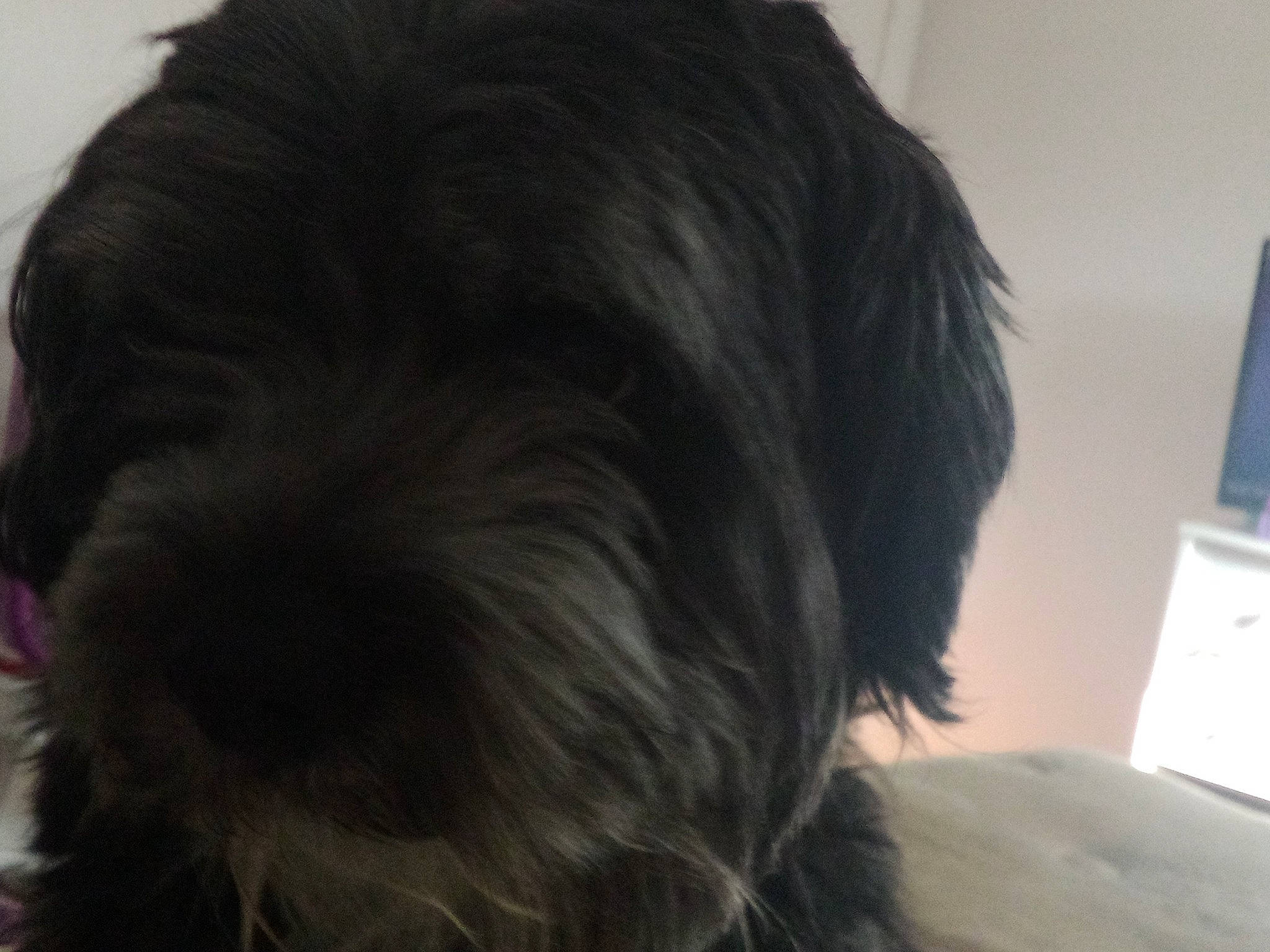 Blaze joined the competition — help win amazing prizes! canidae, carnivore, comfort, companion_dog, dog, dog_breed, ear, fur, liver, non_sporting_group, schnauzer, small_terrier, sporting_group, terrier, toy_dog, water_dog, working_animal