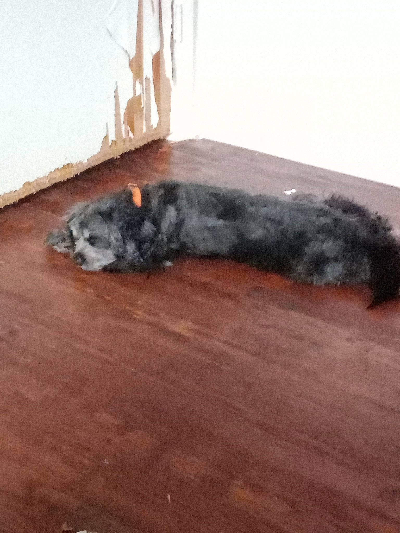 Blaze joined the competition — help win amazing prizes! canidae, carnivore, dog, dog_breed, fawn, felidae, flooring, fur, gas, grey, hardwood, laminate_flooring, snout, sporting_group, tail, whiskers, window, wood, wood_flooring, wood_stain