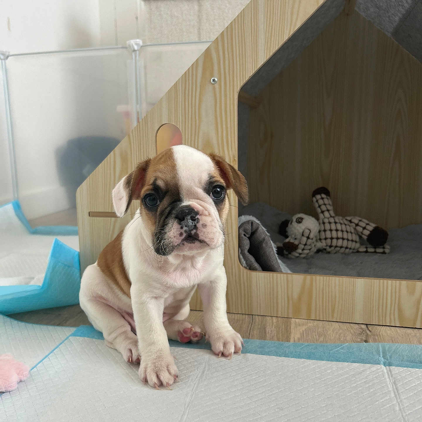 Aloha participe au concours pour gagner de l'argent avec cette photo : animal, bulldog, cute, dog_house, domestic_animal, ears, floor, front_view, fur, indoor, looking, pet, pet_care, plush_toy, puppy, sitting, small_dog, training_pad, wooden_house, young_dog