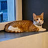Kyara a rejoint le concours — aidez-le/la à gagner de superbes lots ! cat, tabby_cat, orange_cat, white_cat, windowsill, indoor, pet, animal, feline, resting, window, collar, domestic_cat, looking, calm, fur, side_view, house, quiet, daylight