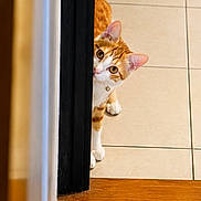 Kyara participe au concours pour gagner de l'argent avec cette photo : cat, orange_cat, white_cat, curious, peeking, door_frame, indoor, tile_floor, wooden_step, pet, animal, feline, playful, ears, eyes, looking, house, floor, step, doorway