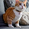 Kyara participe au concours pour gagner de l'argent avec cette photo : cat, orange_tabby, white_fur, collar, bell, pet, indoor, couch, furniture, cushion, curious, whiskers, ears, eyes, fur, domestic_animal, mammal, resting, close_up, cozy