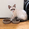 Athéna participe au concours pour gagner de l'argent avec cette photo : animal, blue_eyes, bowl, cat, curious, cute, domestic_animal, feline, floor, food, fur, indoor, kitten, pet, playful, sitting, small, whiskers, wooden_floor, young