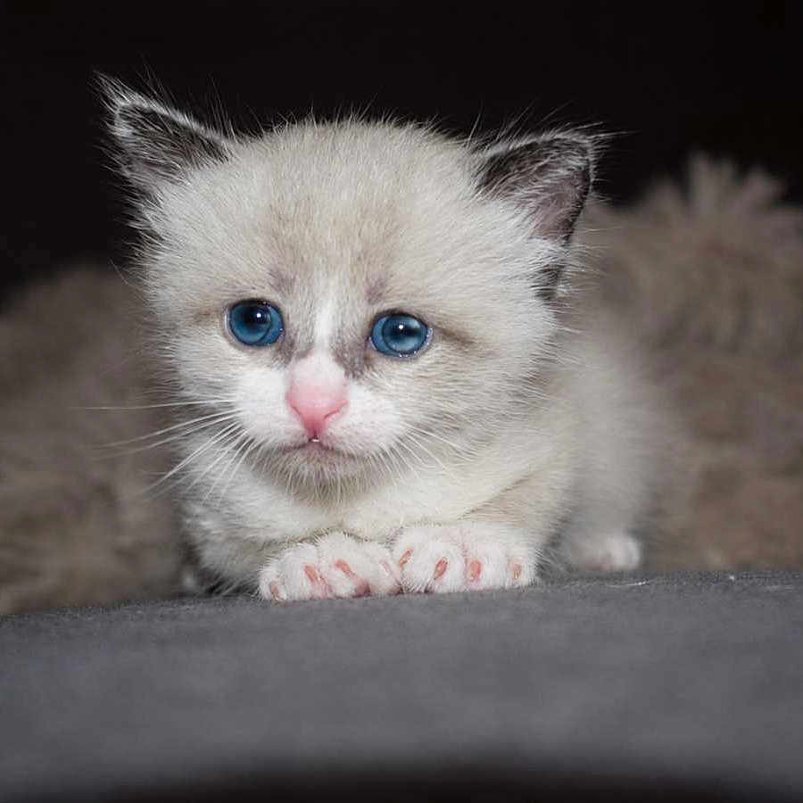 Athéna participe au concours pour gagner de l'argent avec cette photo : kitten, cat, blue_eyes, white_fur, pink_nose, cute, pet, animal, fluffy, young, small_paws, lying_down, portrait, feline, soft_texture, indoor, close_up, adorable, mammal, curious