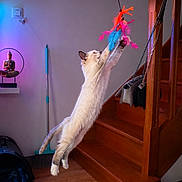 Athéna a rejoint le concours — aidez-le/la à gagner de superbes lots ! action, animal, broom, buddha_statue, cat, cat_tree, decor, feathers, floor, furniture, home, indoor, lamp, leaping, pet, playful, purse, stairs, toy, wooden