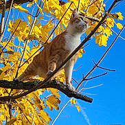 Simba a rejoint le concours — aidez-le/la à gagner de superbes lots ! cat, orange_cat, white_cat, tree, branch, yellow_leaves, autumn, fall, sky, blue_sky, outdoor, nature, animal, pet, feline, whiskers, claws, daytime, sunlight, leafy_tree