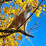 cat, orange_cat, white_cat, tree, branch, yellow_leaves, autumn, fall, sky, blue_sky, outdoor, nature, animal, pet, feline, whiskers, claws, daytime, sunlight, leafy_tree