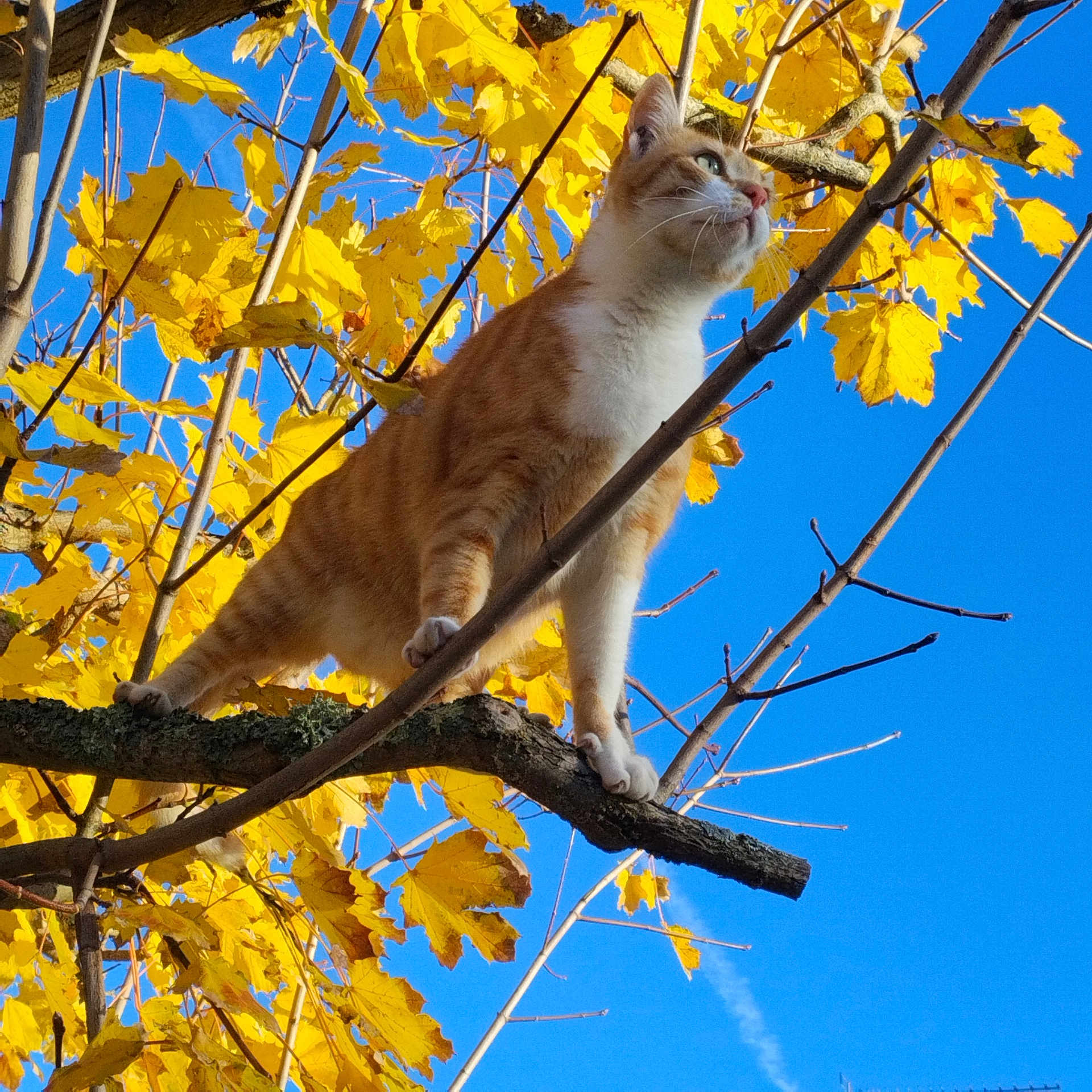 Simba a rejoint le concours — aidez-le/la à gagner de superbes lots ! animal, autumn, blue_sky, branch, cat, claws, daytime, fall, feline, leafy_tree, nature, orange_cat, outdoor, pet, sky, sunlight, tree, whiskers, white_cat, yellow_leaves