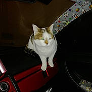 Fouine participe au concours pour gagner de l'argent avec cette photo : cat, car_interior, dashboard, night, flash, reflection, fabric, pattern, skull_pattern, seat, window, door, pet, animal, indoor, blur, white_cat, tabby, feline, vehicle