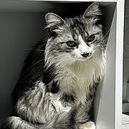 Syah a rejoint le concours — aidez-le/la à gagner de superbes lots ! cat, fluffy, gray, white, green_eyes, feline, pet, animal, indoor, sunlight, cubicle, resting, cozy, whiskers, tail, fur, cute, portrait, domestic_animal, quiet