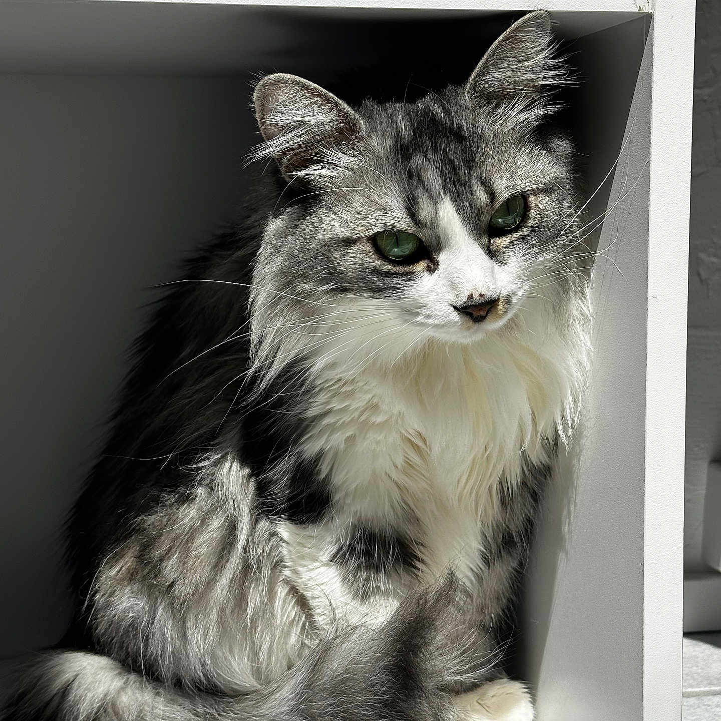 Syah a rejoint le concours — aidez-le/la à gagner de superbes lots ! cat, fluffy, gray, white, green_eyes, feline, pet, animal, indoor, sunlight, cubicle, resting, cozy, whiskers, tail, fur, cute, portrait, domestic_animal, quiet