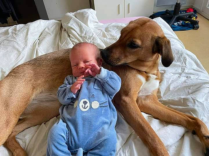 Tyméo a rejoint le concours — aidez-le/la à gagner de superbes lots ! baby, carnivore, child, comfort, companion_dog, dog, dog_breed, fawn, hound, linens, person, pointing_breed, puppy_love, room, scent_hound, selfie, sitting, smile, sporting_group, toddler