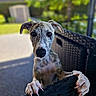 dog, puppy, outdoor, wicker_chair, paws, curious, close_up, speckled_fur, ears, nose, black_nose, daylight, blurred_background, greenery, fence, sunny, pet, animal, looking, portrait