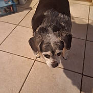 Puppy joined the competition — help win amazing prizes! animal, black_fur, canine, curious, dog, domestic_animal, ears, floor_tiles, four_legs, fur_pattern, home, household_items, indoor, pet, shadow, shy, small_dog, snout, tile_floor, white_fur