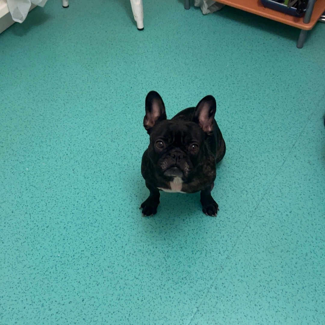 Djanel participe au concours pour gagner de l'argent avec cette photo : animal, bodypart, bulldog, canine, chair, clothing, dog, footwear, frenchbulldog, furniture, indoors, interiordesign, person, pet, pitbull, puppy, sandal, shoe, table, toe