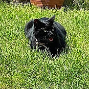 Maya participe au concours pour gagner de l'argent avec cette photo : black_cat, grass, outdoor, sunlight, plant_pot, greenery, pet, animal, feline, nature, garden, leaf, sitting, alert, daylight, tongue_out, domestic_cat, relaxed, backyard, summer