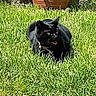 black_cat, grass, outdoor, sunlight, plant_pot, greenery, pet, animal, feline, nature, garden, leaf, sitting, alert, daylight, tongue_out, domestic_cat, relaxed, backyard, summer
