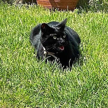 Maya
