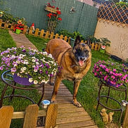 Hulyss a rejoint le concours — aidez-le/la à gagner de superbes lots ! dog, garden, flowers, wooden_pathway, green_grass, fence, flower_pot, outdoor, sunlight, happy, pet, nature, decorations, plant, summer, yard, canine, tongue_out, daytime, backyard