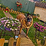 dog, garden, flowers, wooden_pathway, green_grass, fence, flower_pot, outdoor, sunlight, happy, pet, nature, decorations, plant, summer, yard, canine, tongue_out, daytime, backyard
