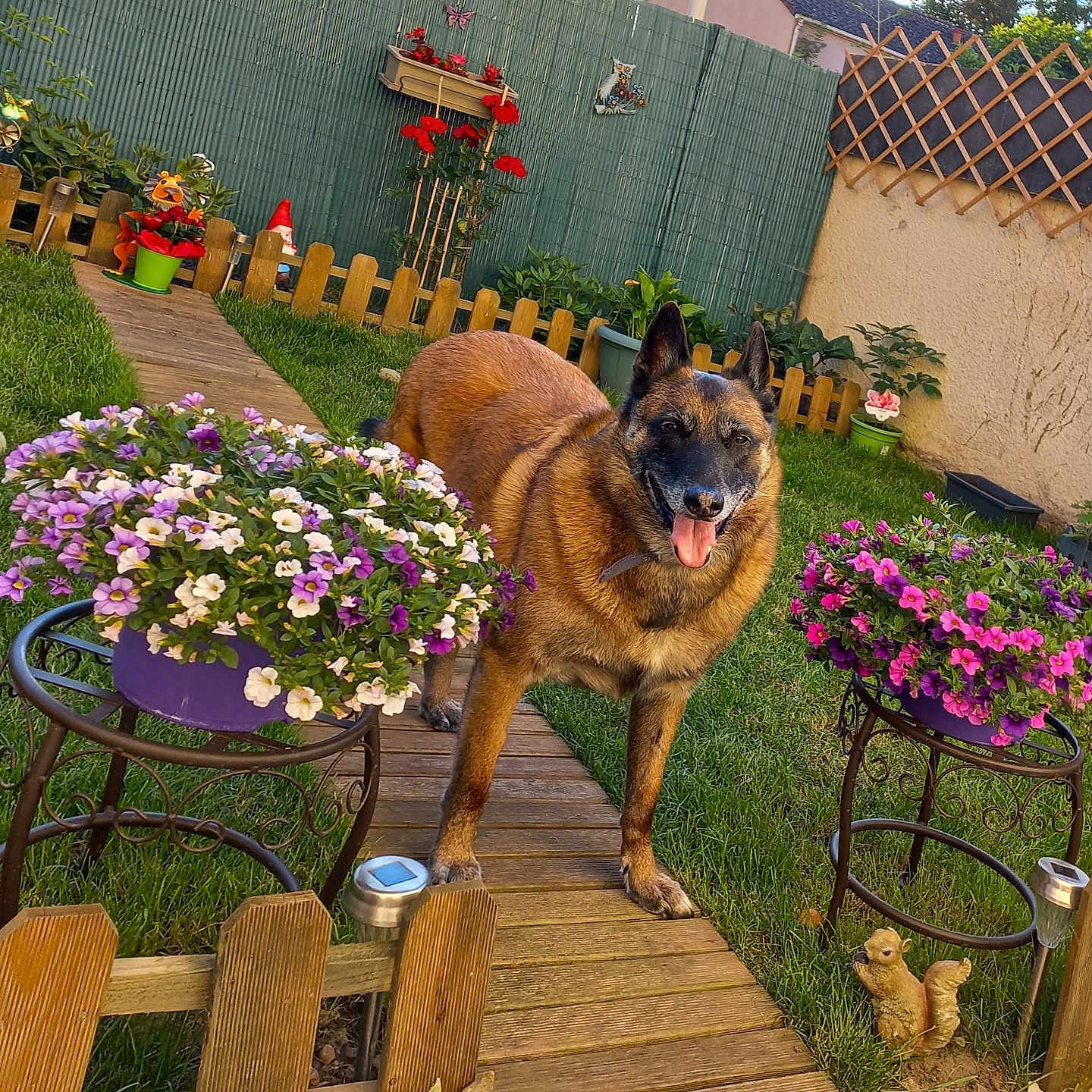 Hulyss a rejoint le concours — aidez-le/la à gagner de superbes lots ! dog, garden, flowers, wooden_pathway, green_grass, fence, flower_pot, outdoor, sunlight, happy, pet, nature, decorations, plant, summer, yard, canine, tongue_out, daytime, backyard