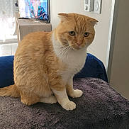 Uly participe au concours pour gagner de l'argent avec cette photo : cat, orange_cat, white_cat, fluffy, furry, sitting, indoors, living_room, blanket, couch, furniture, television, window, curtains, wall_art, home, portrait, pet, whiskers, serious_expression
