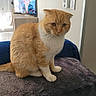 blanket, cat, couch, curtains, fluffy, furniture, furry, home, indoors, living_room, orange_cat, pet, portrait, serious_expression, sitting, television, wall_art, whiskers, white_cat, window