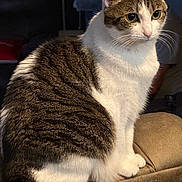 Lily joined the competition — help win amazing prizes! cat, tabby_cat, white_fur, sitting, indoor, couch, armrest, feline, pet, domestic_animal, whiskers, ears, curious, furry, animal, closeup, household, living_room, soft_fur, alert