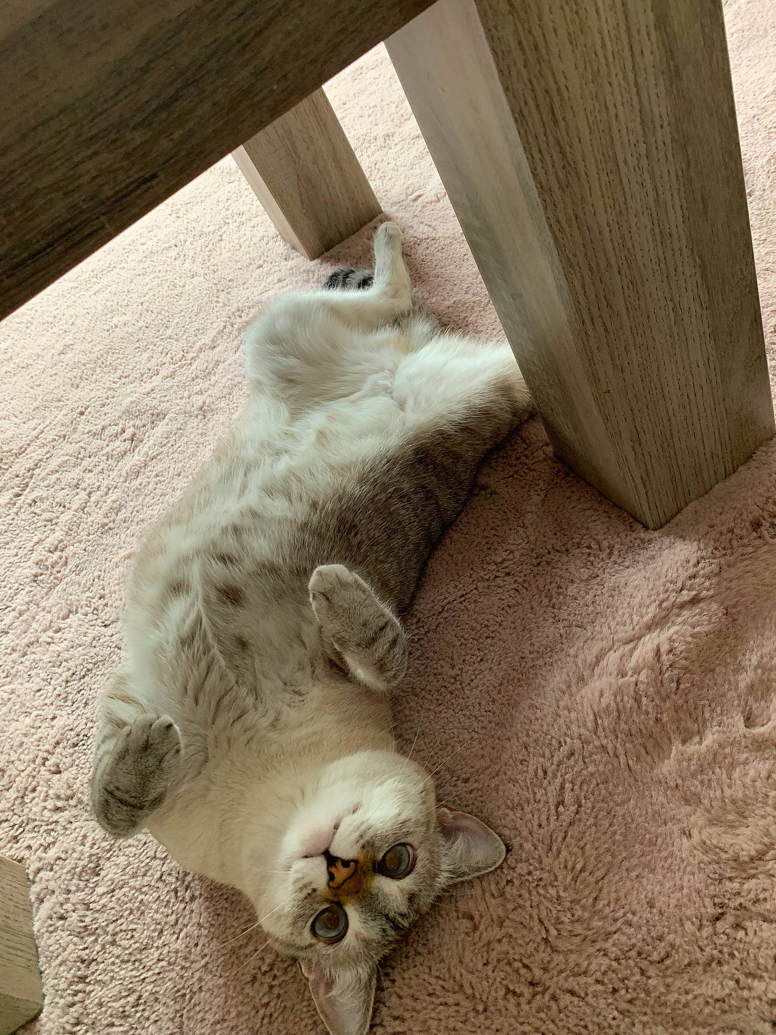 Plumette participe au concours pour gagner de l'argent avec cette photo : canidae, carnivore, cat, comfort, companion_dog, dog_breed, domestic_short_haired_cat, fawn, felidae, flooring, foot, fur, hardwood, paw, room, small_to_medium_sized_cats, sporting_group, tail, whiskers, wood