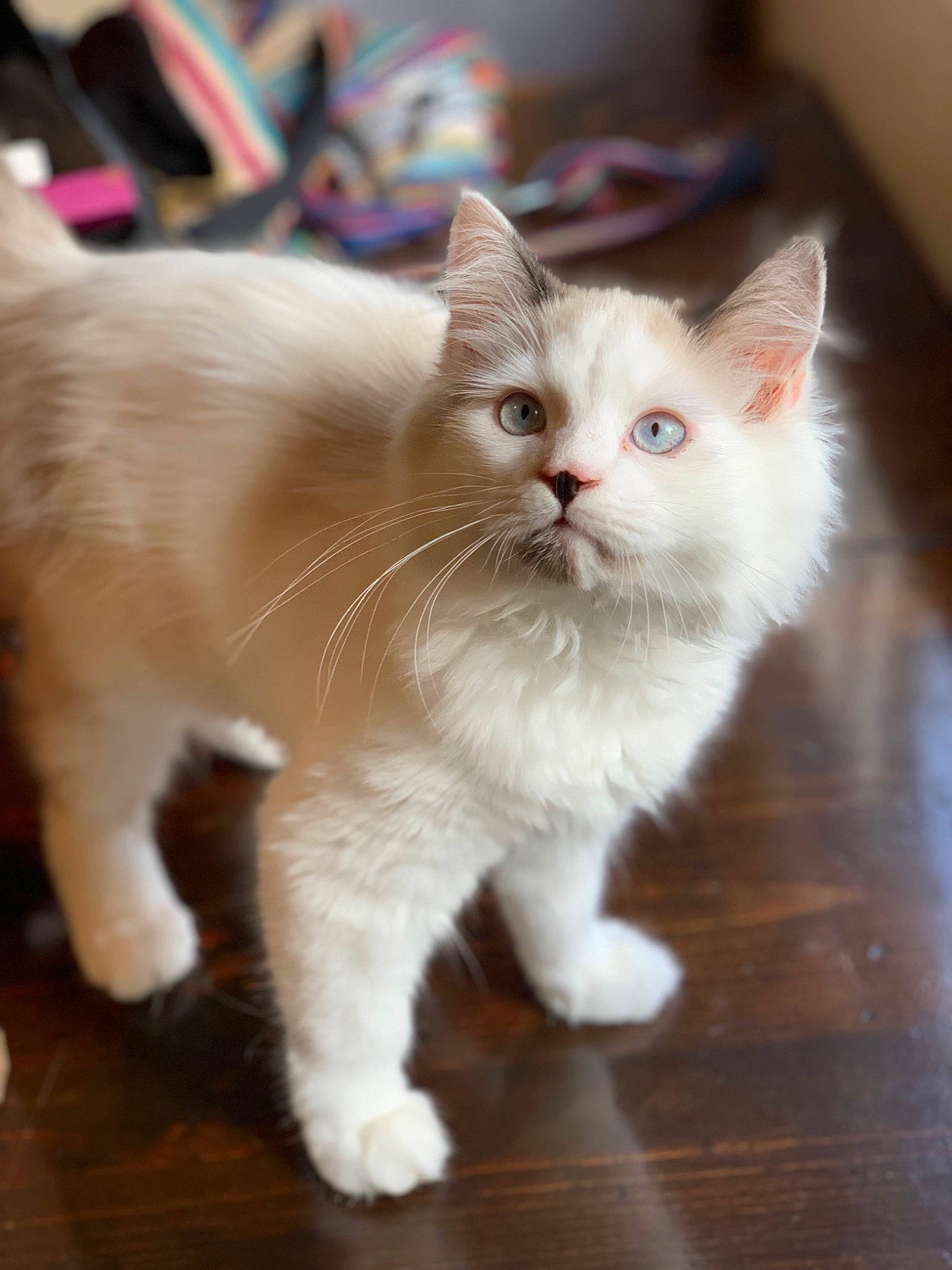 Grimmy is registered to the contest to win money with this photo: carnivore, cat, claw, domestic_short_haired_cat, fawn, felidae, flooring, foot, fur, hardwood, paw, sitting, small_to_medium_sized_cats, snout, tail, varnish, whiskers, wood, wood_flooring