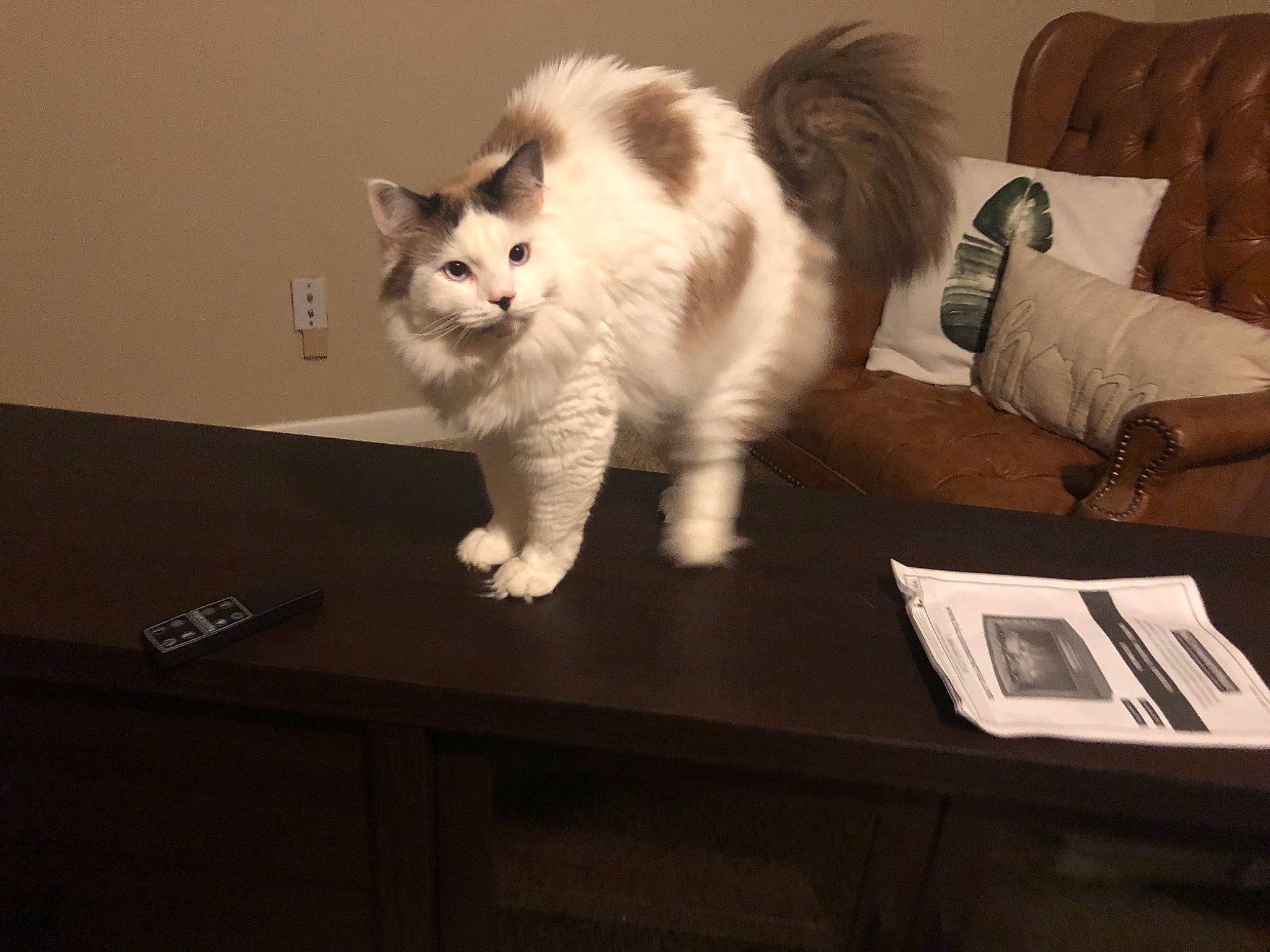 Grimmy joined the competition — help win amazing prizes! box, carnivore, cat, comfort, companion_dog, couch, desk, domestic_short_haired_cat, felidae, flooring, fur, hardwood, paw, rectangle, sitting, small_to_medium_sized_cats, table, tail, whiskers, wood