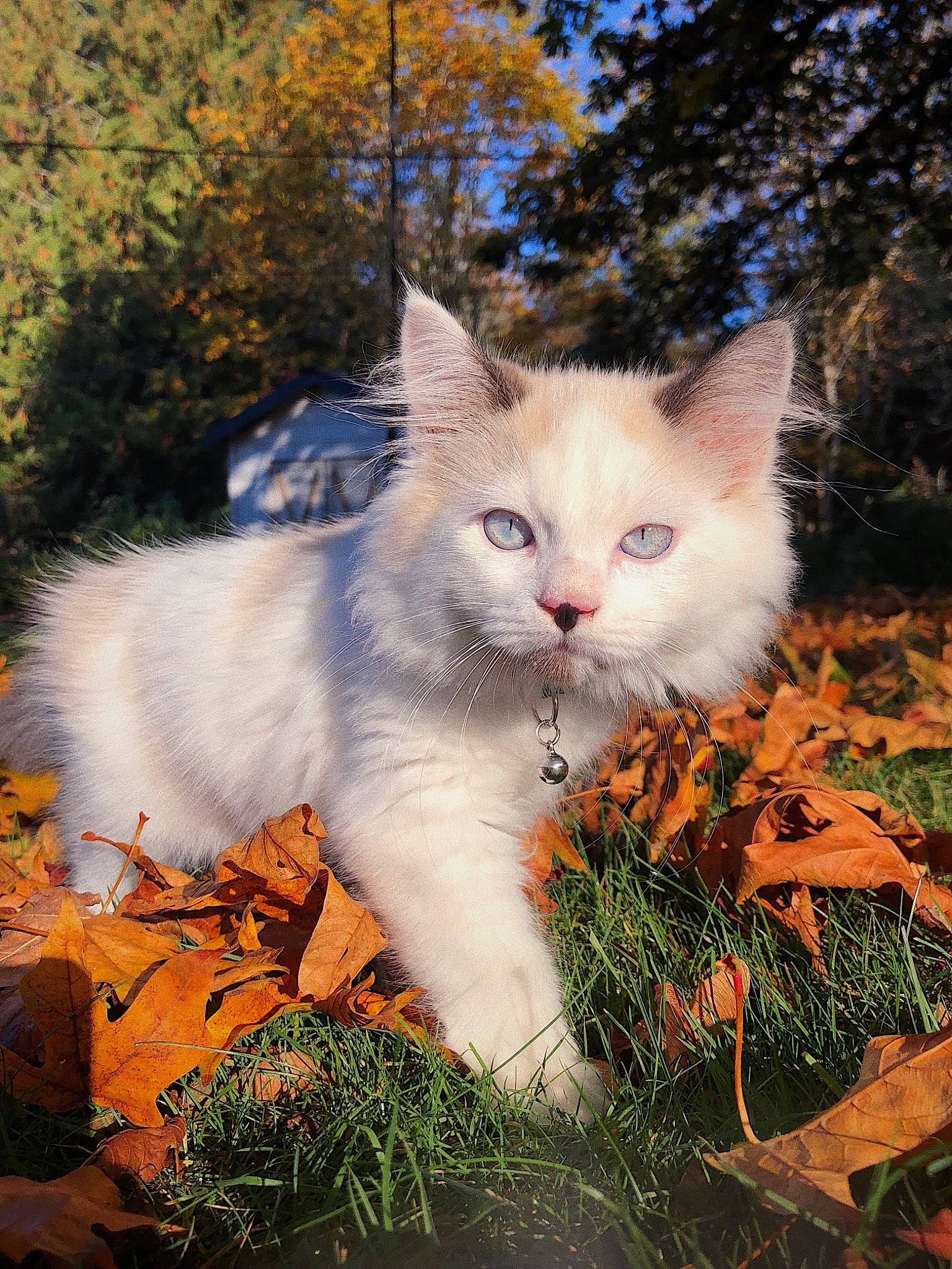 Grimmy joined the competition — help win amazing prizes! art, autumn, beauty, branch, carnivore, cat, domestic_short_haired_cat, fawn, felidae, fur, grass, plant, sky, small_to_medium_sized_cats, sunlight, tail, tree, twig, whiskers, wood