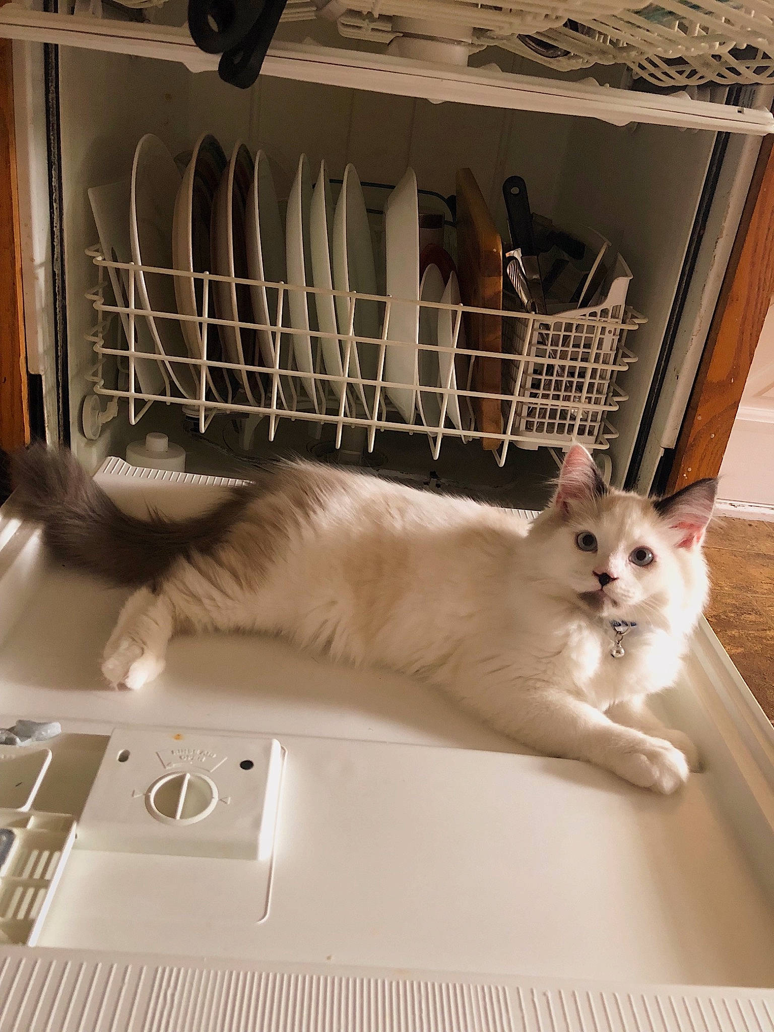 Grim Reapurr joined the competition — help win amazing prizes! box, carnivore, cat, comfort, domestic_short_haired_cat, felidae, flooring, fur, grey, mammal, metal, paw, pet_supply, room, small_to_medium_sized_cats, tail, vertebrate, whiskers, white, wood