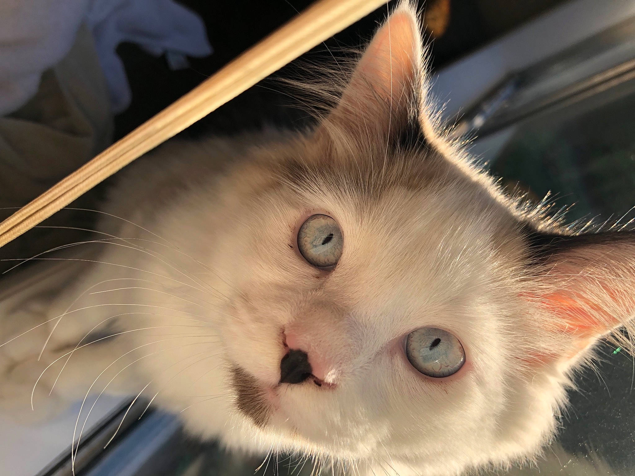 Grim Reapurr joined the competition — help win amazing prizes! carnivore, cat, close_up, domestic_short_haired_cat, ear, eye, eyelash, fawn, felidae, fur, head, iris, nose, paw, small_to_medium_sized_cats, snout, whiskers