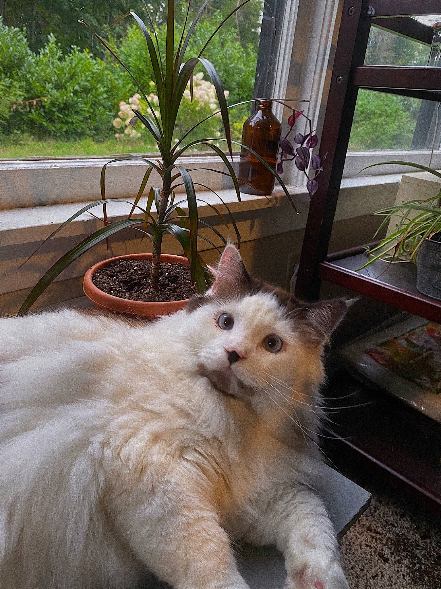 Grim Reapurr joined the competition — help win amazing prizes! carnivore, cat, claw, domestic_short_haired_cat, fawn, felidae, flooring, flowerpot, fur, grass, hardwood, houseplant, paw, plant, small_to_medium_sized_cats, snout, tail, whiskers, window, wood