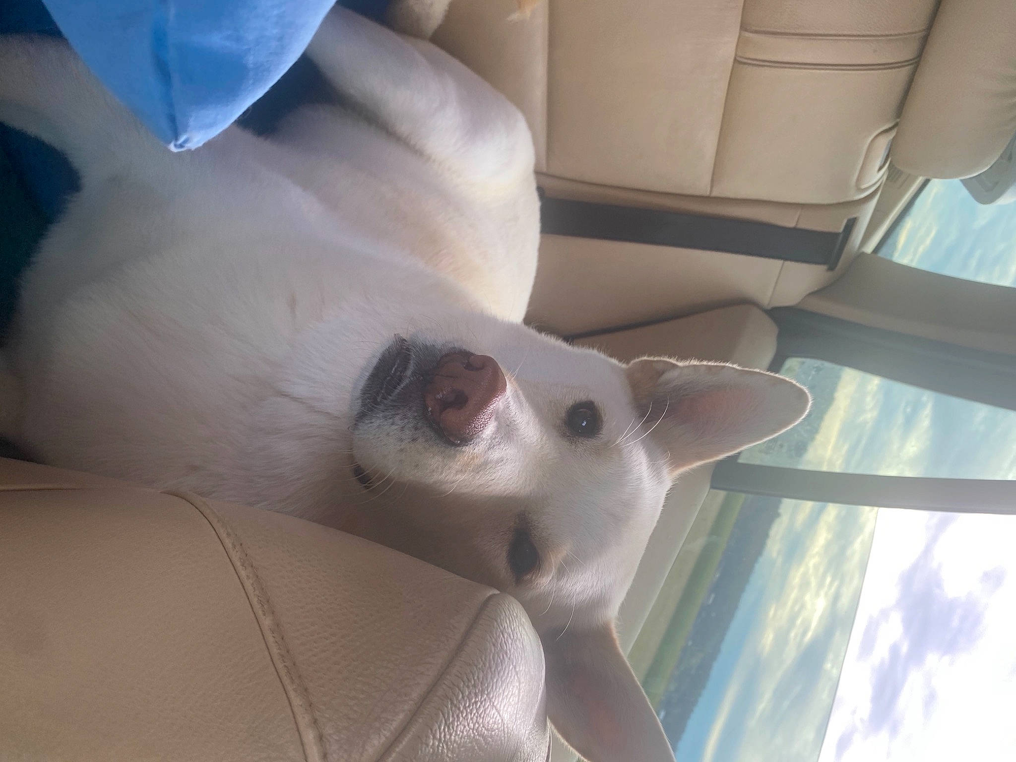 Enzo joined the competition — help win amazing prizes! carnivore, comfort, companion_dog, dog, dog_breed, fawn, felidae, foot, gesture, human_leg, nail, paw, small_to_medium_sized_cats, snout, sporting_group, tail, tints_and_shades, vehicle_door, whiskers, white