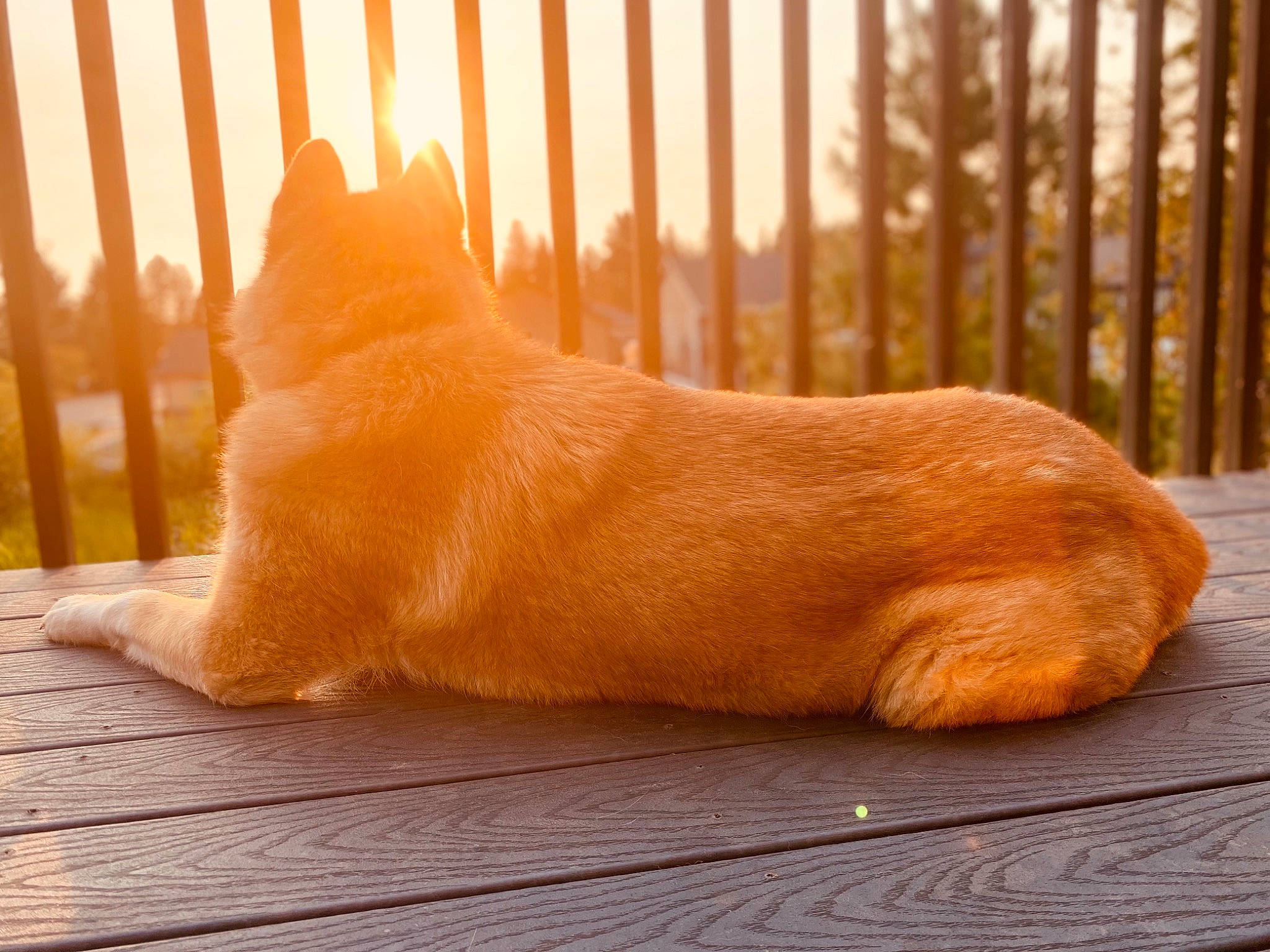 Amos is registered to the contest to win money with this photo: carnivore, cat, comfort, companion_dog, dog_breed, fawn, felidae, fence, flooring, foot, human_leg, sky, small_to_medium_sized_cats, snout, tail, terrestrial_animal, tree, whiskers, window, wood
