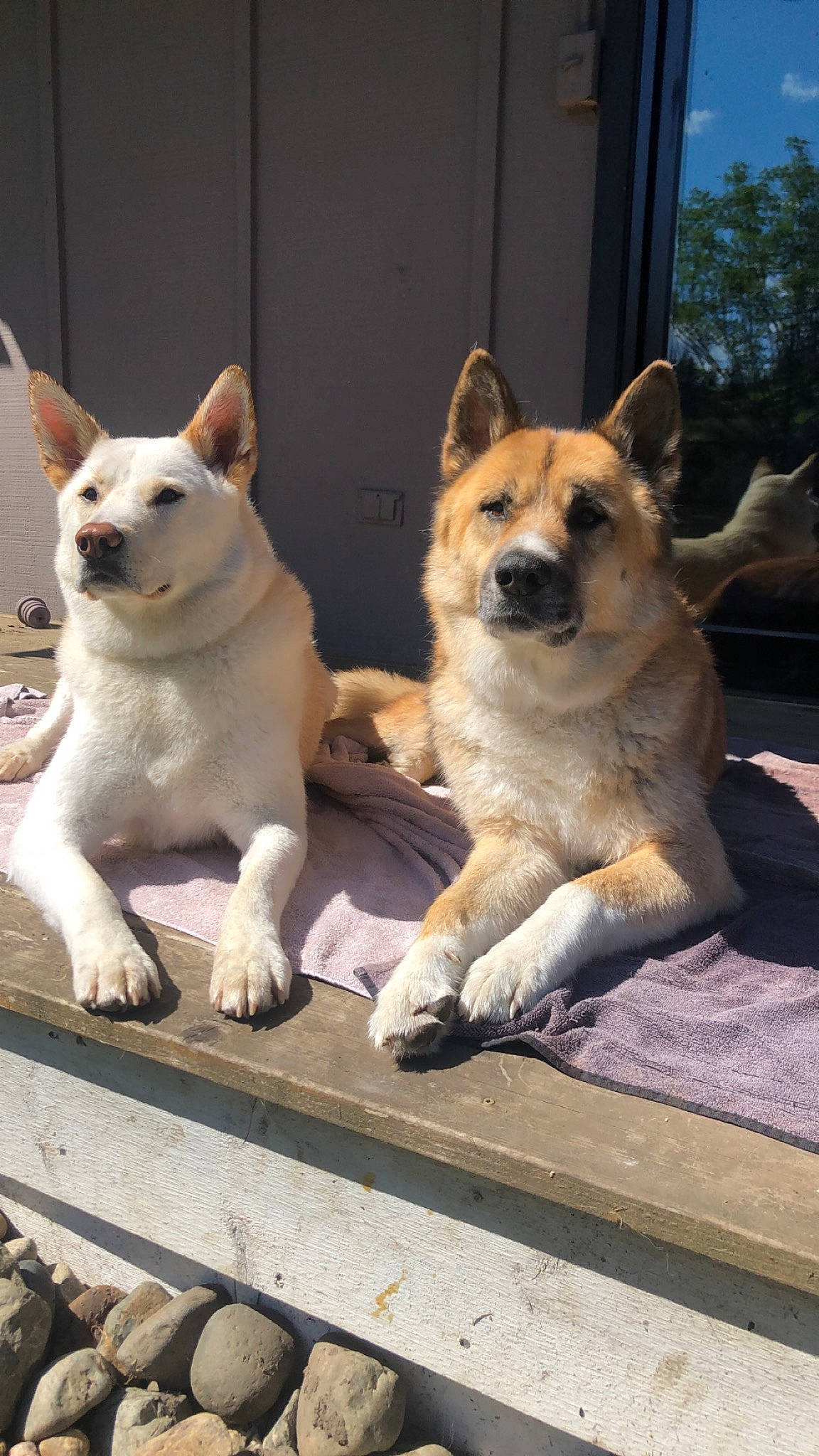 Amos is registered to the contest to win money with this photo: ancient_dog_breeds, canidae, carnivore, companion_dog, dingo, dog, dog_breed, fawn, fur, herding_dog, snout, sporting_group, street_dog, tail, terrestrial_animal, tree, wildlife, wood, working_animal, working_dog