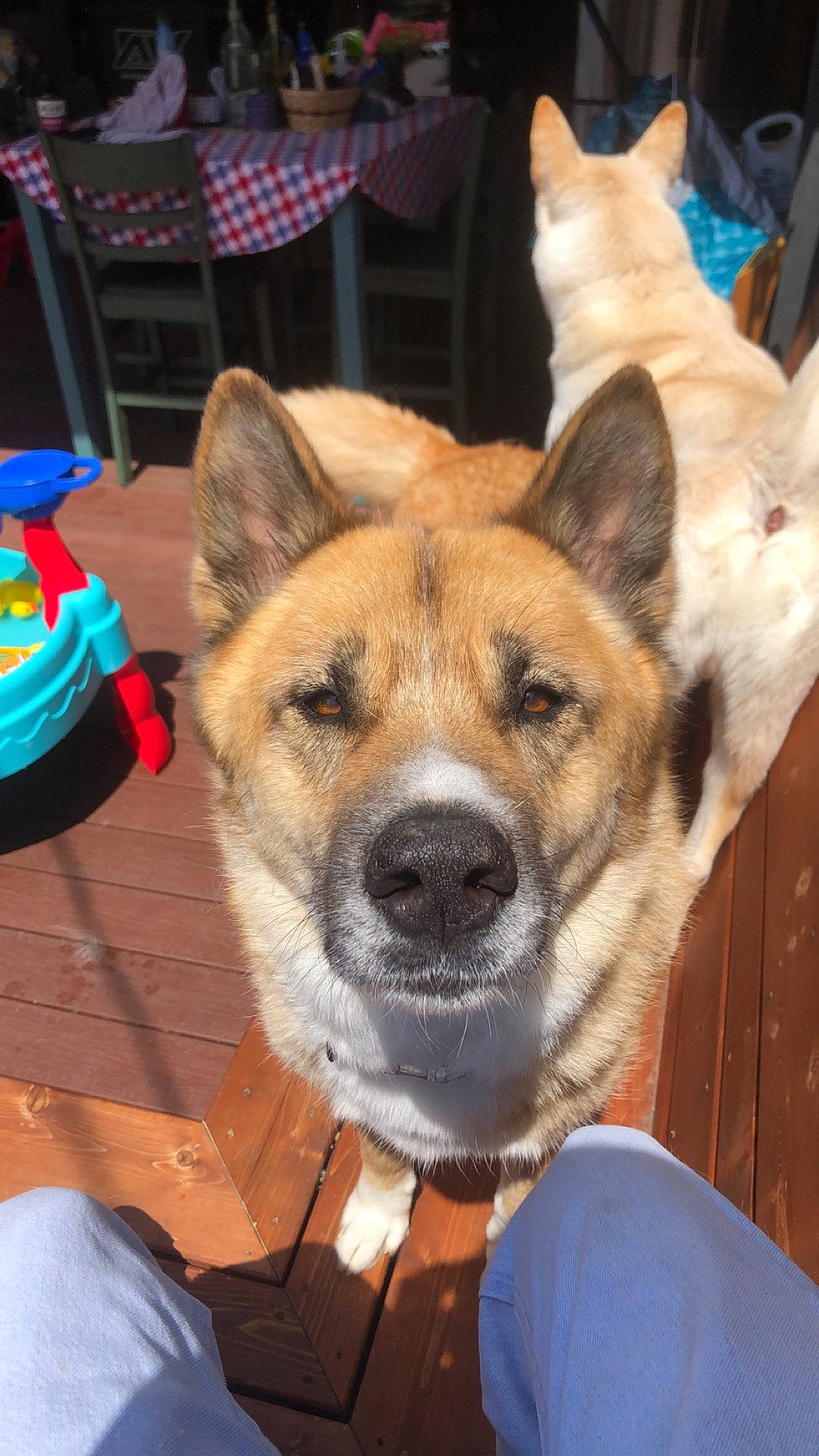 Amos is registered to the contest to win money with this photo: ancient_dog_breeds, canidae, carnivore, collar, companion_dog, dog, dog_breed, fawn, fur, herding_dog, non_sporting_group, snout, sporting_group, tartan, thai_bangkaew_dog, whiskers, wood, working_animal, working_dog