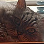 abyssinian, angora, animal, cat, closet, computer, couch, cupboard, drawer, electronics, furniture, hardwood, kitten, laptop, manx, pc, pet, plywood, siamese, wood