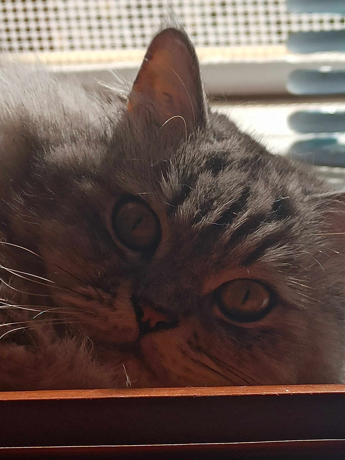 Iron participe au concours pour gagner de l'argent avec cette photo : abyssinian, angora, animal, cat, closet, computer, couch, cupboard, drawer, electronics, furniture, hardwood, kitten, laptop, manx, pc, pet, plywood, siamese, wood