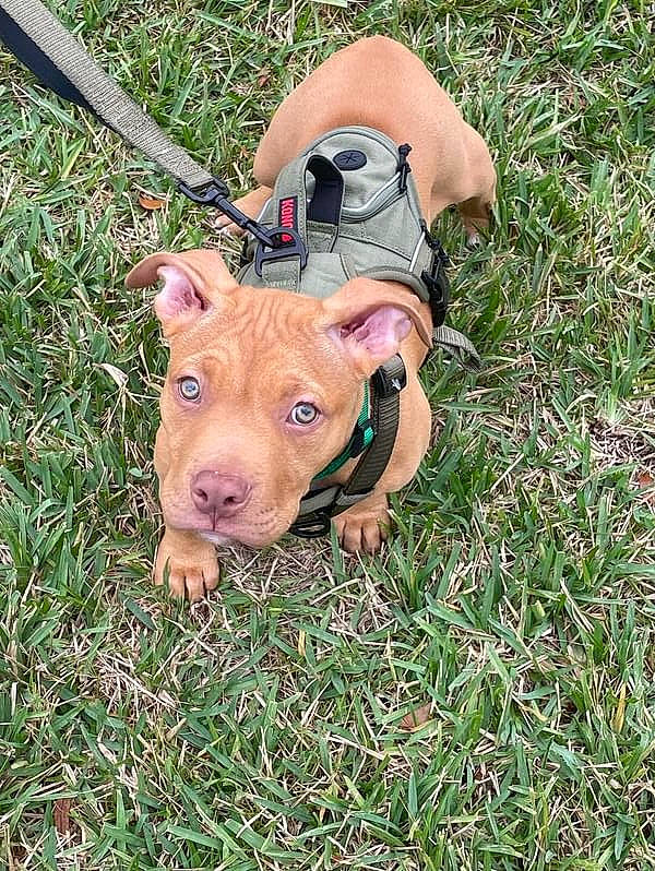 King Badu joined the competition — help win amazing prizes! canidae, carnivore, collar, companion_dog, dog, dog_breed, dog_clothes, dog_collar, fawn, grass, groundcover, guard_dog, leash, liver, snout, sporting_group, terrestrial_animal, toy, working_animal, wrist