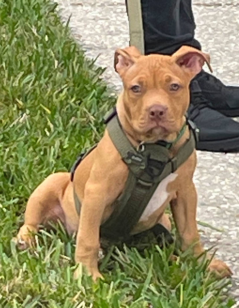 King Badu joined the competition — help win amazing prizes! canidae, canis_panther, carnivore, collar, companion_dog, dog, dog_breed, dog_collar, dog_supply, fawn, grass, liver, molosser, plant, snout, sporting_group, tail, terrestrial_animal, working_animal, working_dog