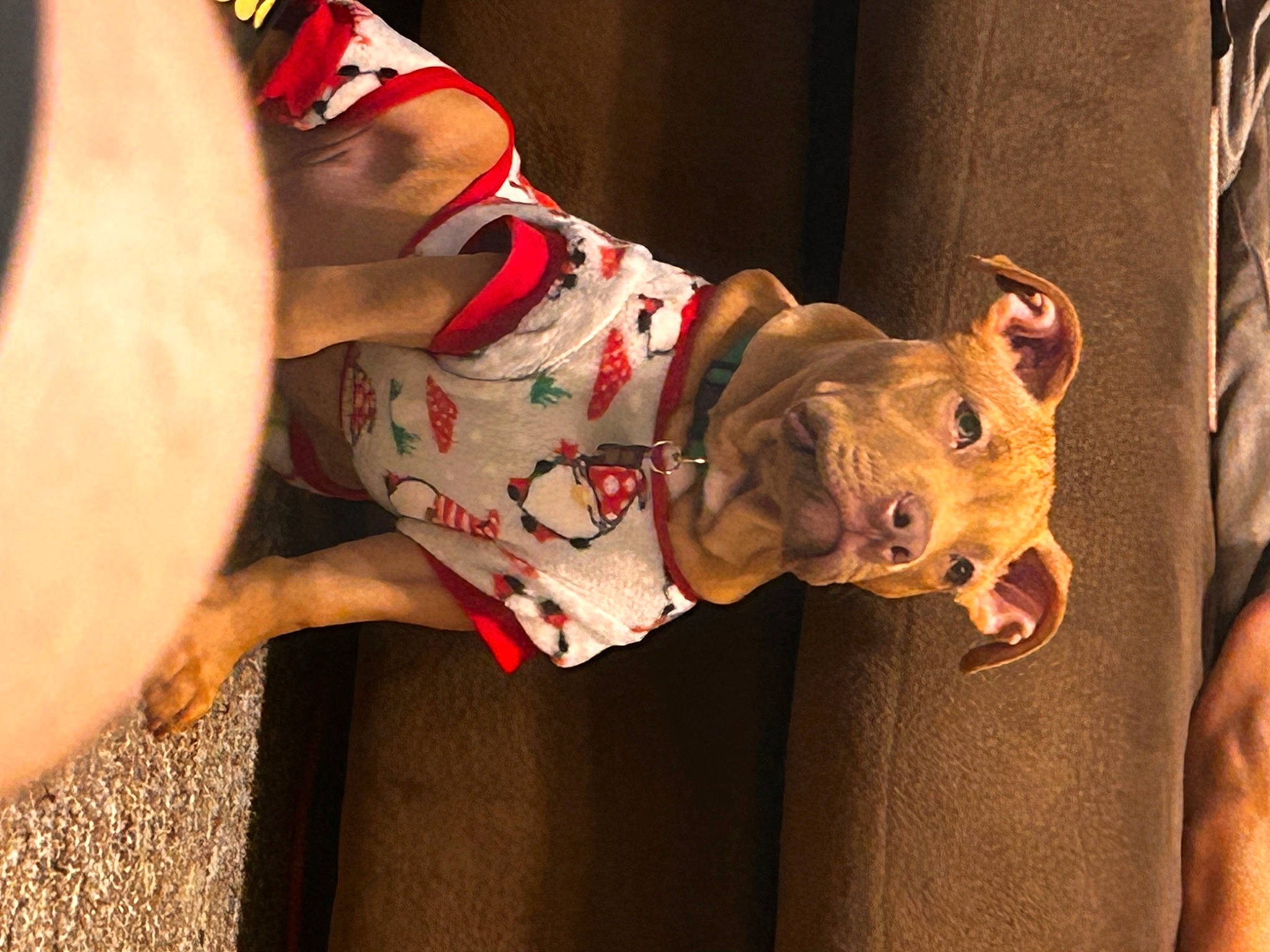 King Badu joined the competition — help win amazing prizes! canidae, carmine, carnivore, companion_dog, costume, dog, dog_breed, dog_clothes, dog_supply, eyewear, fawn, flesh, foot, fur, human_leg, sleeve, snout, sporting_group, wood, working_animal