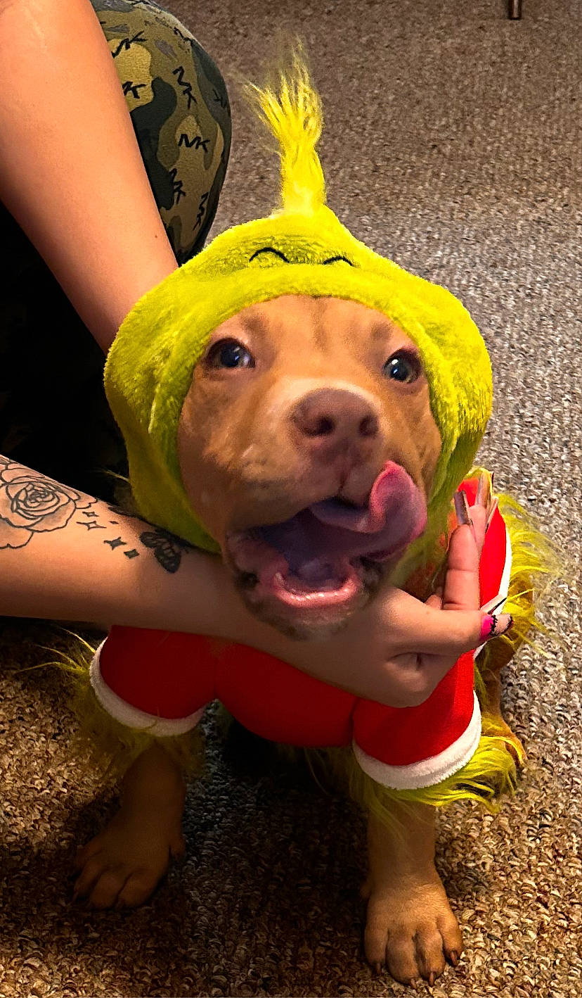 King Badu joined the competition — help win amazing prizes! canidae, cap, carnivore, companion_dog, costume_hat, dog, dog_breed, fashion_accessory, fawn, fun, fur, grass, happy, personal_protective_equipment, smile, snout, sporting_group, suidae, whiskers, working_animal