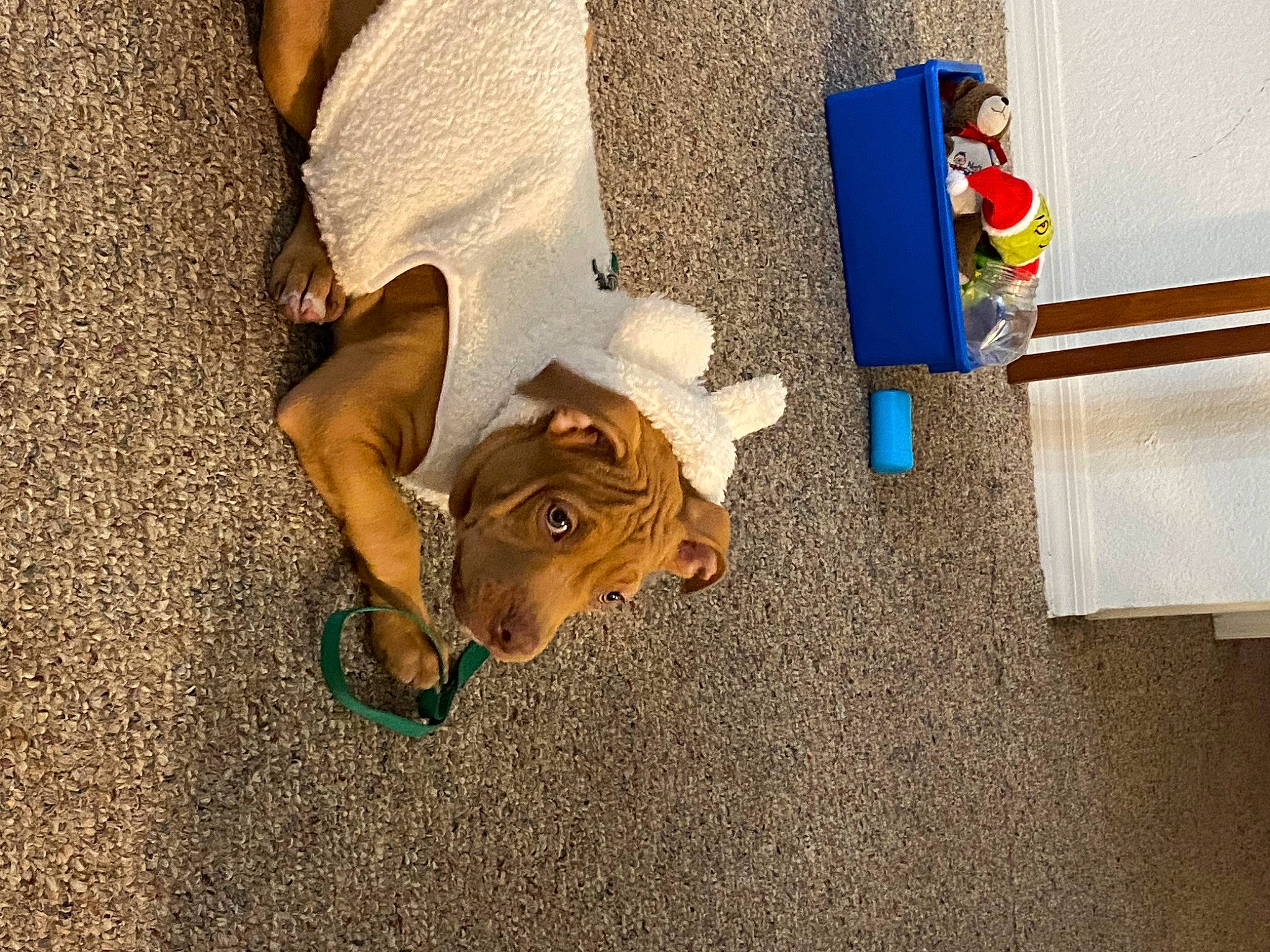 King Badu joined the competition — help win amazing prizes! carpet, child, comfort, floor, flooring, foot, fun, human_leg, leisure, linens, road_surface, room, shadow, sitting, stuffed_toy, sunglasses, thigh, toy, tree, wood