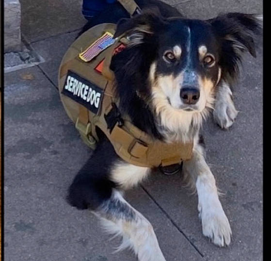 Angel joined the competition — help win amazing prizes! canidae, carnivore, collar, companion_dog, dog, dog_breed, dog_collar, dog_supply, fashion_accessory, flooring, fur, herding_dog, paw, personal_protective_equipment, snout, spaniel, sporting_group, toy_dog, whiskers, working_dog