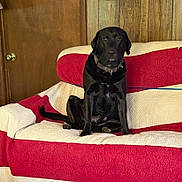 Buddy joined the competition — help win amazing prizes! dog, black_dog, sitting, couch, quilted_couch_cover, red, white, wood_panel_wall, door, indoor, pet, collar, calm, furniture, living_room, domestic_animal, animal, canine, resting, house